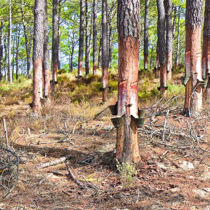 Gum Turpentine Oil Manufacturers In India